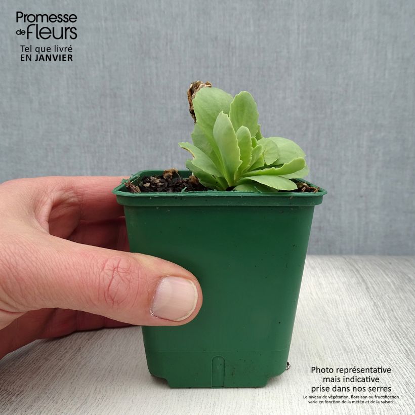 Sedum spectabile Brilliant - Borracina Vasetto da 8/9 cm esemplare consegnato in inverno