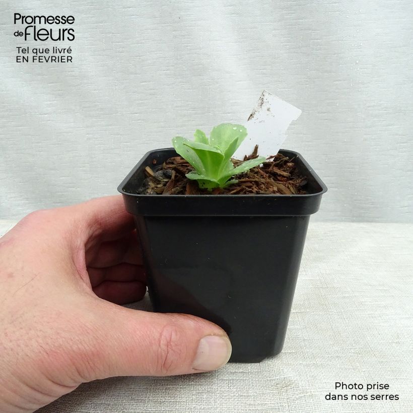 Sedum spectabile Carl - Borracina Vasetto da 8/9 cm esemplare consegnato in inverno