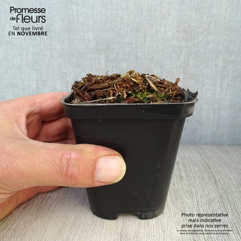 Esemplare di Sedum spectabile Carl - Borracina Vasetto da 8/9 cm come consegnato in autunno