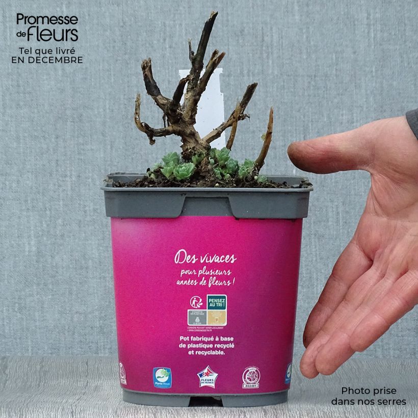 Sedum spectabile Carl - Borracina Vaso da 2L/3L esemplare consegnato in inverno