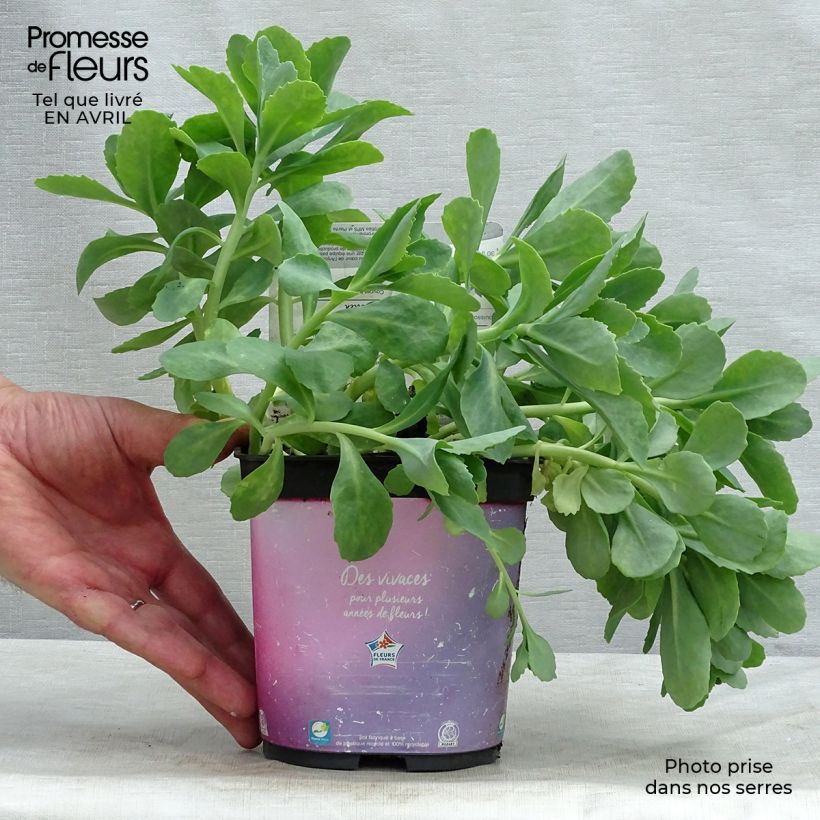 Sedum spectabile Carl - Borracina Vaso da 2L/3L esemplare consegnato in primavera