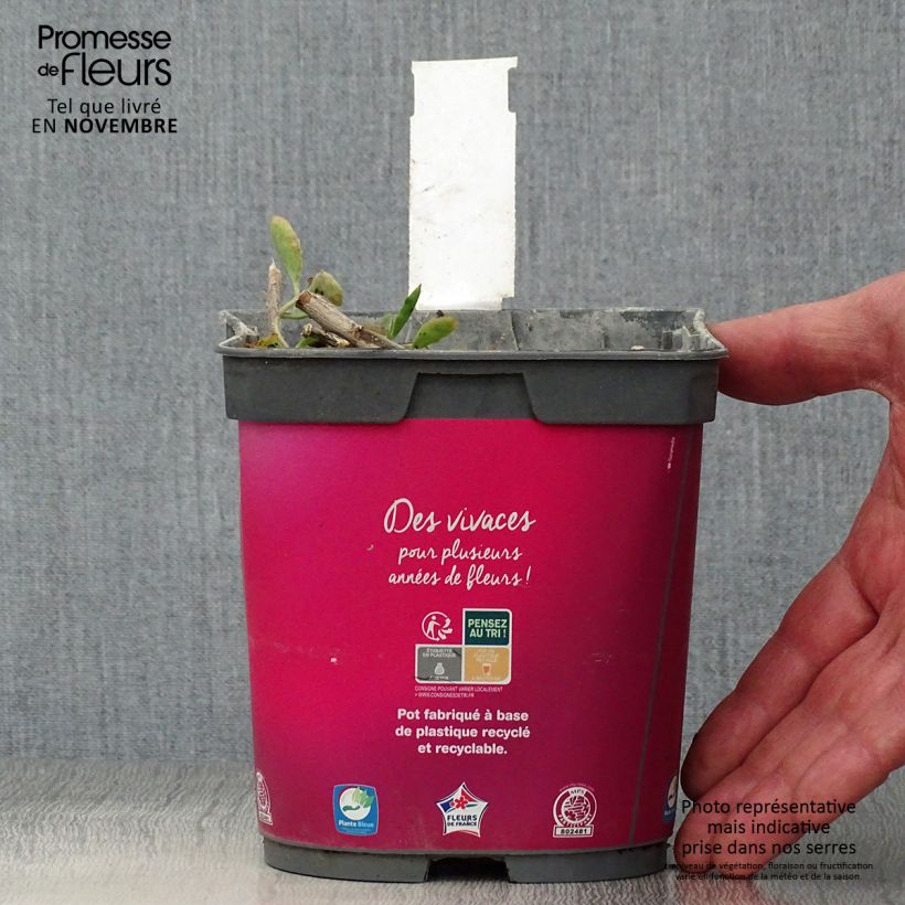 Esemplare di Sedum spectabile Carl - Borracina Vaso da 2L/3L come consegnato in autunno