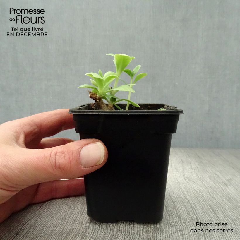 Sedum spectabile Carmen - Borracina Vasetto da 7/8 cm esemplare consegnato in inverno