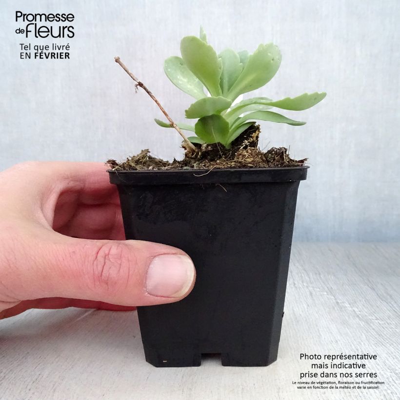 Sedum spectabile Meteor - Borracina Vasetto da 8/9 cm esemplare consegnato in inverno