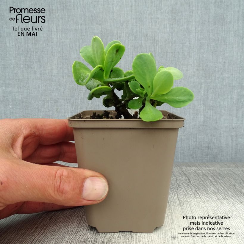 Sedum spectabile Meteor - Borracina Vasetto da 8/9 cm esemplare consegnato in primavera