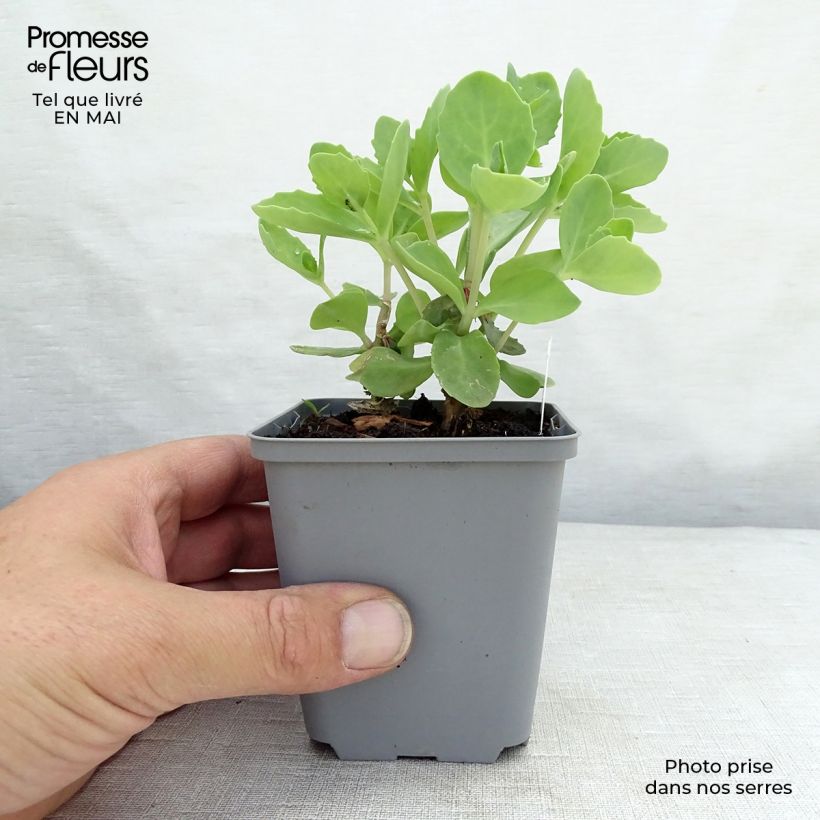 Sedum spectabile Septemberglut - Borracina Vasetto da 8/9 cm esemplare consegnato in primavera