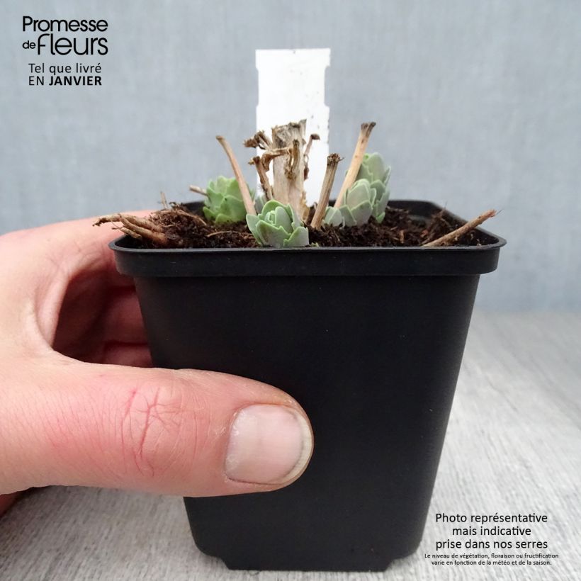 Sedum spectabile Septemberglut - Borracina Vasetto da 8/9 cm esemplare consegnato in inverno