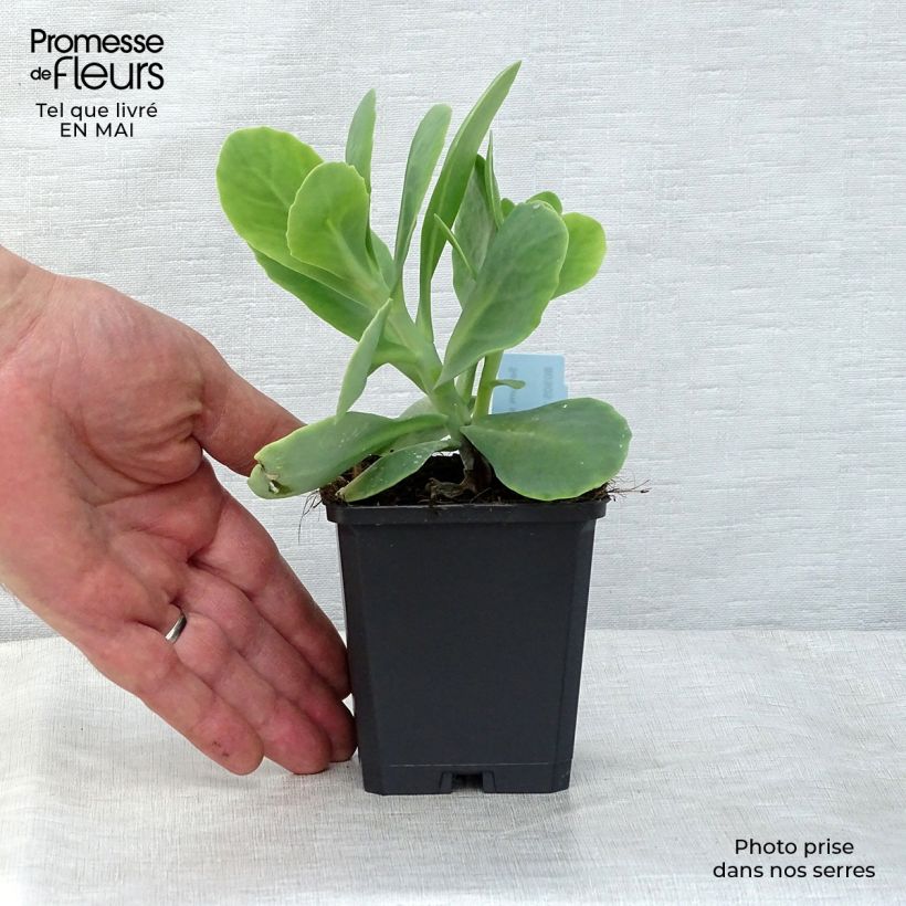 Sedum spectabile Stardust - Borracina Vasetto da 8/9 cm esemplare consegnato in primavera