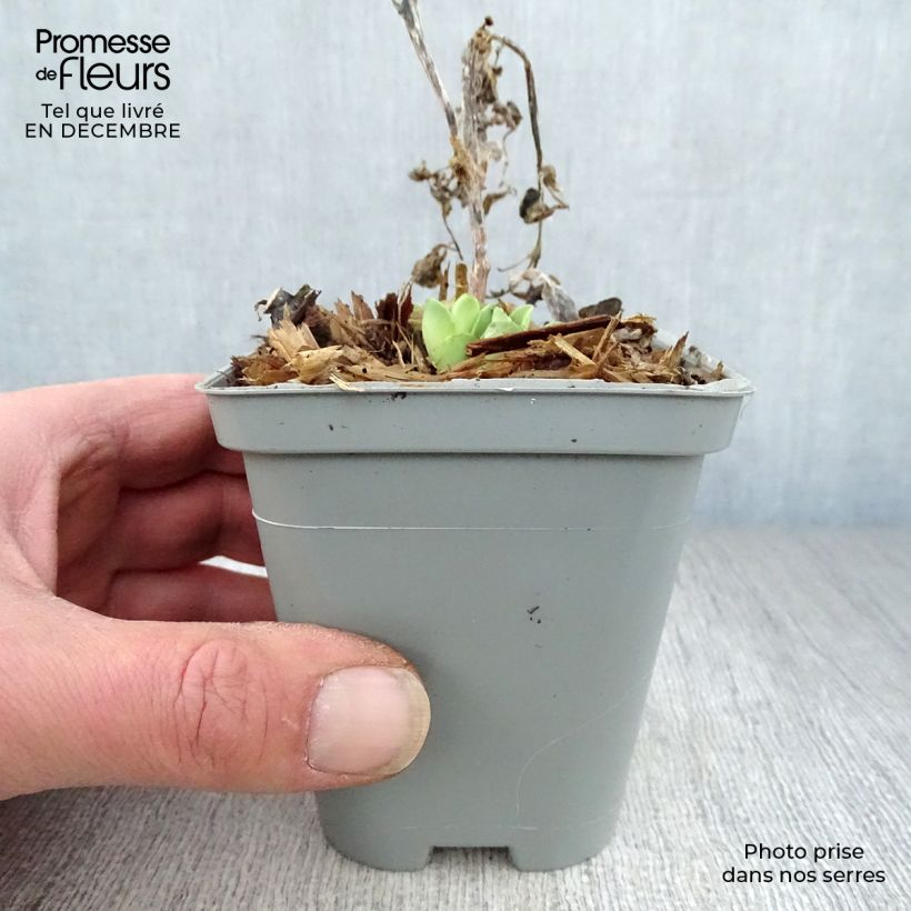 Sedum spectabile Stardust - Borracina Vasetto da 8/9 cm esemplare consegnato in inverno