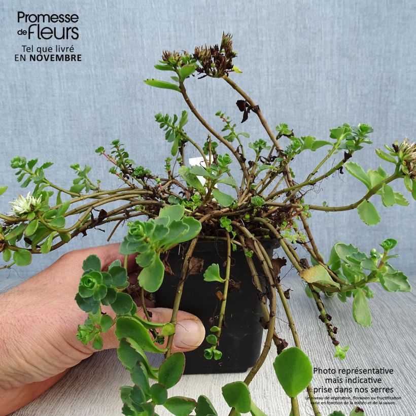 Esemplare di Sedum spurium Album Superbum Vasetto da 8/9 cm come consegnato in autunno