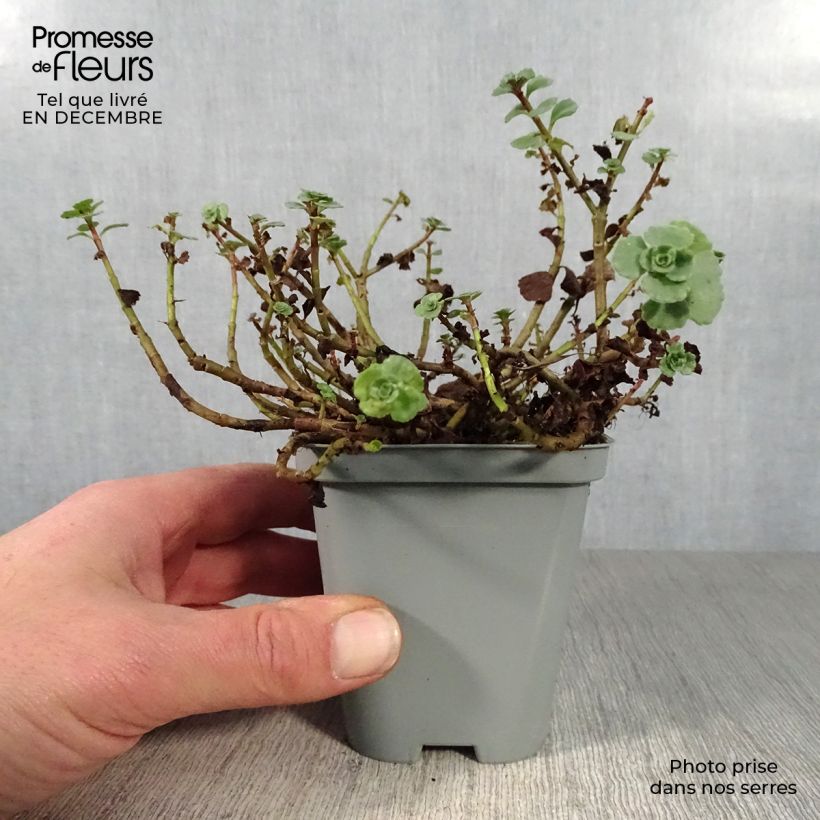 Sedum spurium Album Superbum Vasetto da 8/9 cm esemplare consegnato in inverno