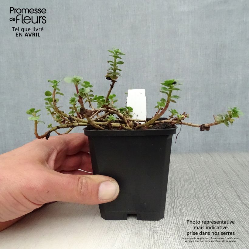 Sedum spurium Album Superbum Vasetto da 8/9 cm esemplare consegnato in primavera