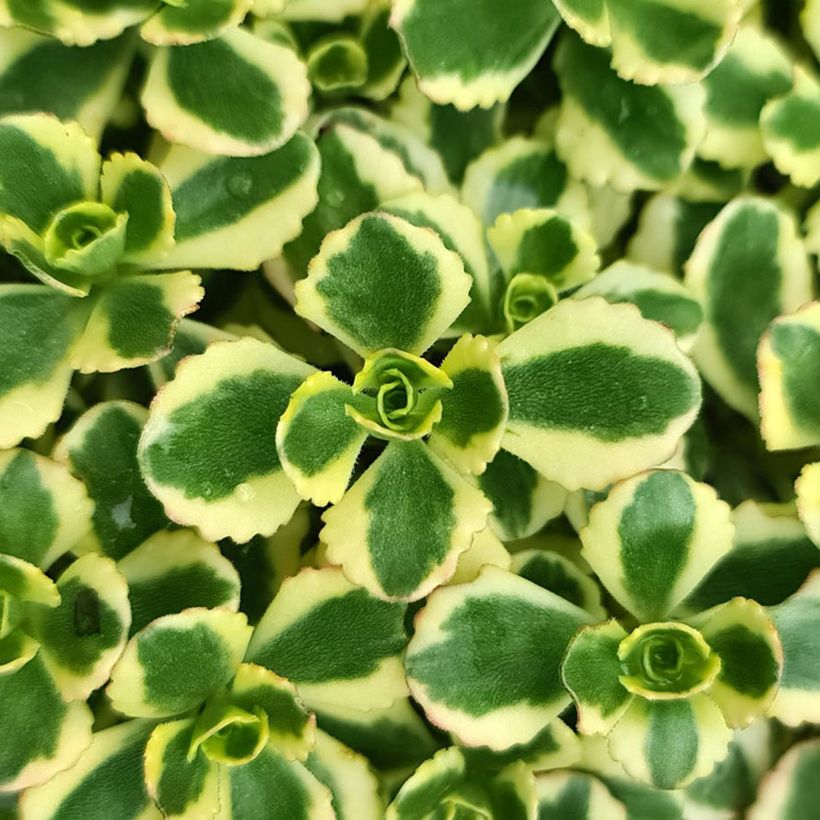 Sedum spurium Little Gecko (Fogliame)