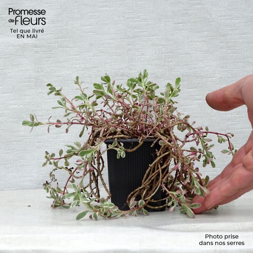 Sedum spurium Variegatum Vasetto da 8/9 cm esemplare consegnato in primavera