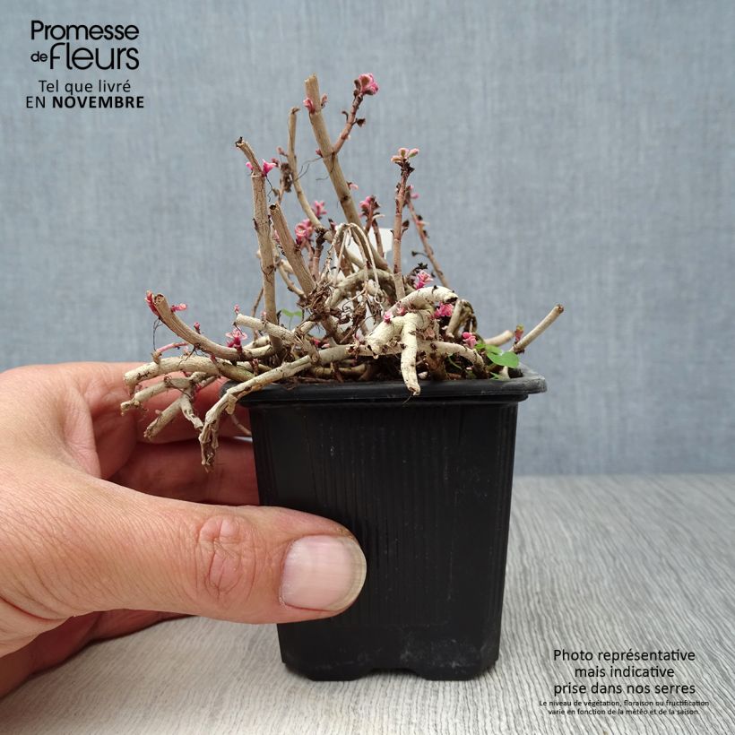 Esemplare di Sedum spurium Variegatum Vasetto da 8/9 cm come consegnato in autunno