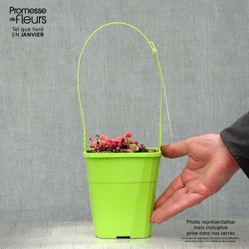 Sedum takesimense Atlantis Vaso da 1,5L/2L esemplare consegnato in inverno