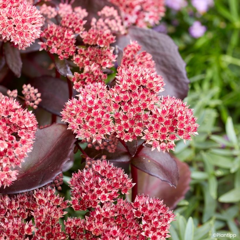 Sedum Black Knight (Fioritura)
