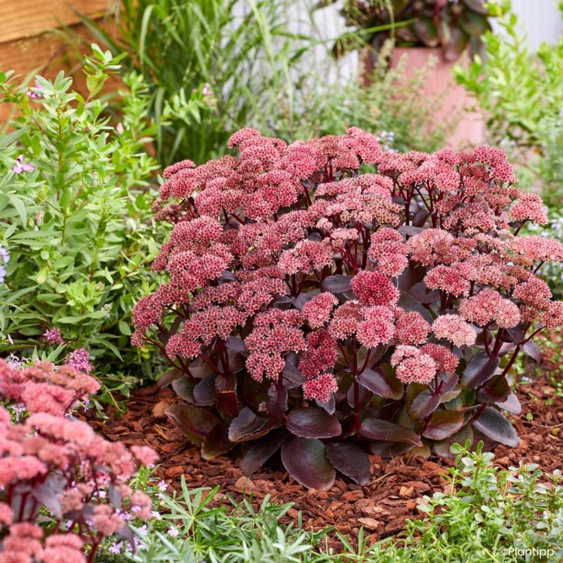 Sedum Black Knight (Porto)