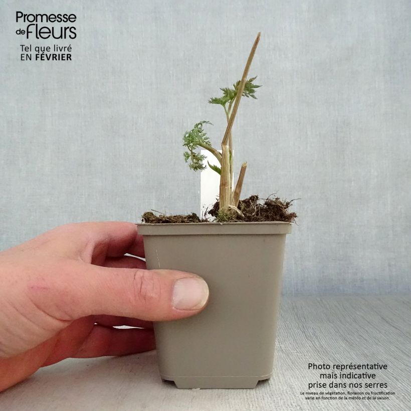 Selinum wallichianum Vasetto da 8/9 cm esemplare consegnato in inverno