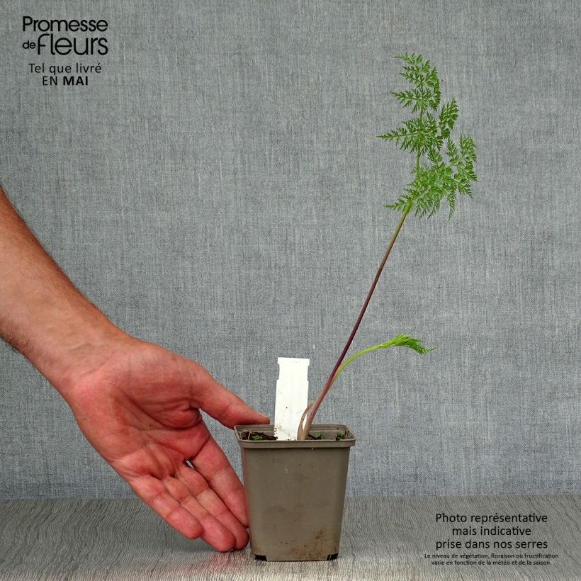 Selinum wallichianum Vasetto da 8/9 cm esemplare consegnato in primavera