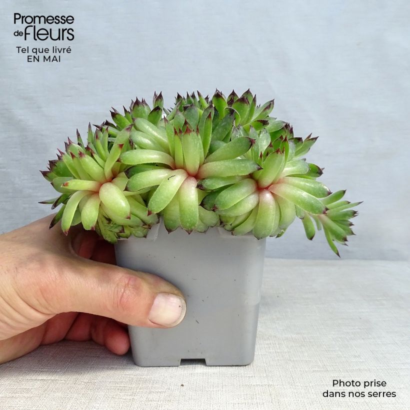 Sempervivum Chick Charms Appletini - Semprevivo Vaso da Ø 10 cm/11 cm esemplare consegnato in primavera