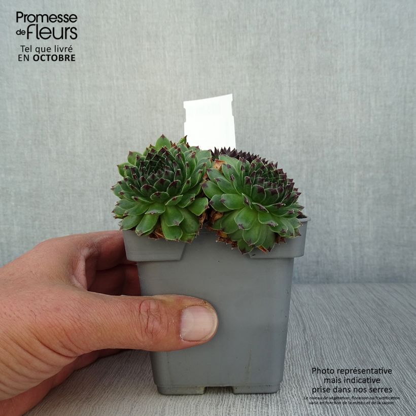 Esemplare di Sempervivum Chick Charms Appletini - Semprevivo Vaso da Ø 10 cm/11 cm come consegnato in autunno