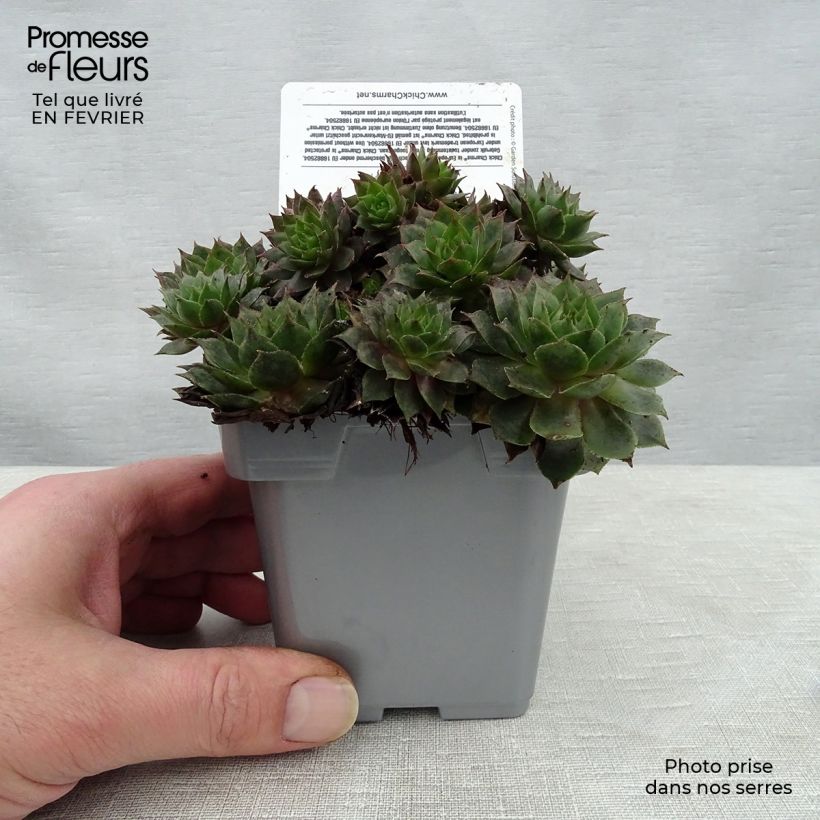 Sempervivum Chick Charms Berry Blues - Semprevivo Vaso da Ø 10 cm/11 cm esemplare consegnato in inverno