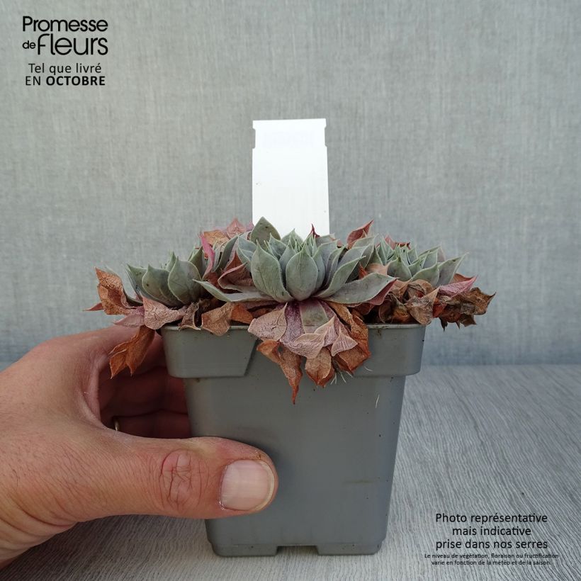 Esemplare di Sempervivum Chick Charms Berry Blues - Semprevivo Vaso da Ø 10 cm/11 cm come consegnato in autunno