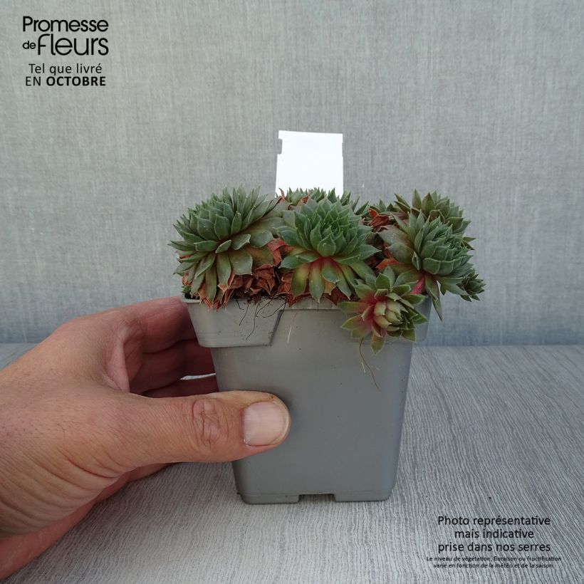 Esemplare di Sempervivum Chick Charms Bing Cherry - Semprevivo Vaso da Ø 10 cm/11 cm come consegnato in autunno