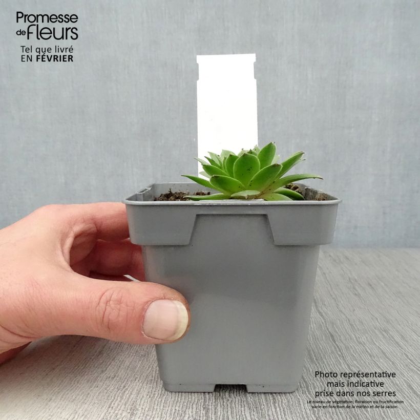 Sempervivum Chick Charms Cherry Berry - Semprevivo Vaso da Ø 10 cm/11 cm esemplare consegnato in inverno