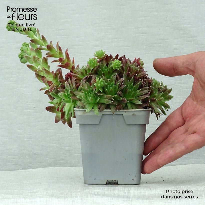 Esemplare di Sempervivum Chick Charms Cinnamon Starbust - Semprevivo Vaso da Ø 10 cm/11 cm consegnato in estate
