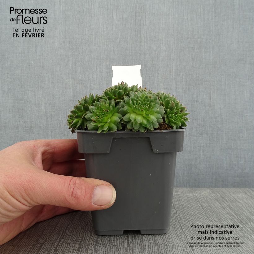 Sempervivum Chick Charms Cinnamon Starbust - Semprevivo Vaso da Ø 10 cm/11 cm esemplare consegnato in inverno