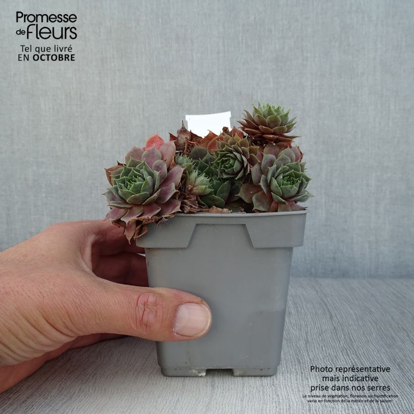 Esemplare di Sempervivum Chick Charms CoslicCandy - Semprevivo Vaso da Ø 10 cm/11 cm come consegnato in autunno