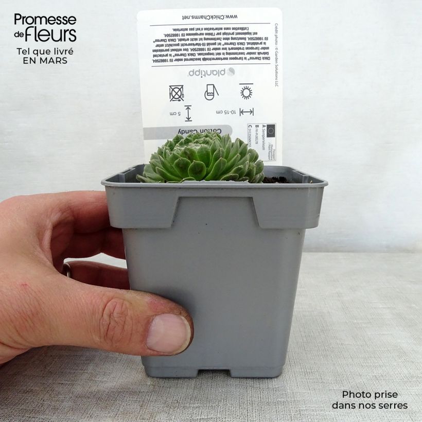 Sempervivum Chick Charms Cotton Candy - Semprevivo Vaso da Ø 10 cm/11 cm esemplare consegnato in primavera