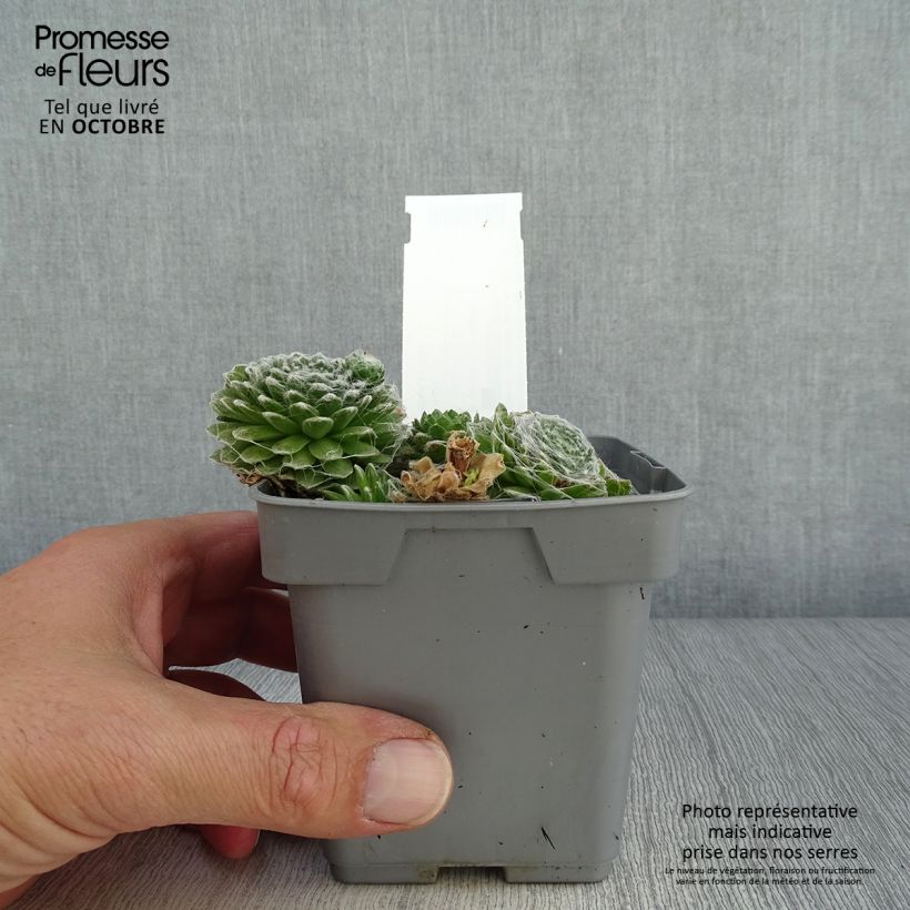 Esemplare di Sempervivum Chick Charms Cotton Candy - Semprevivo Vaso da Ø 10 cm/11 cm come consegnato in autunno