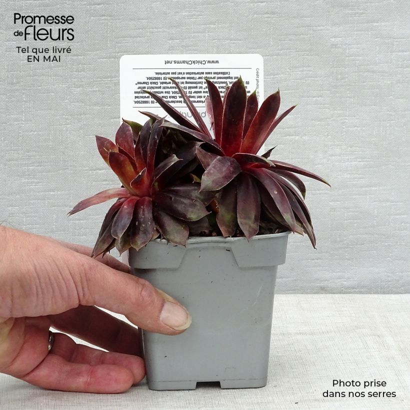 Sempervivum Chick Charms Cranberry Cocktail - Semprevivo Vaso da Ø 10 cm/11 cm esemplare consegnato in primavera
