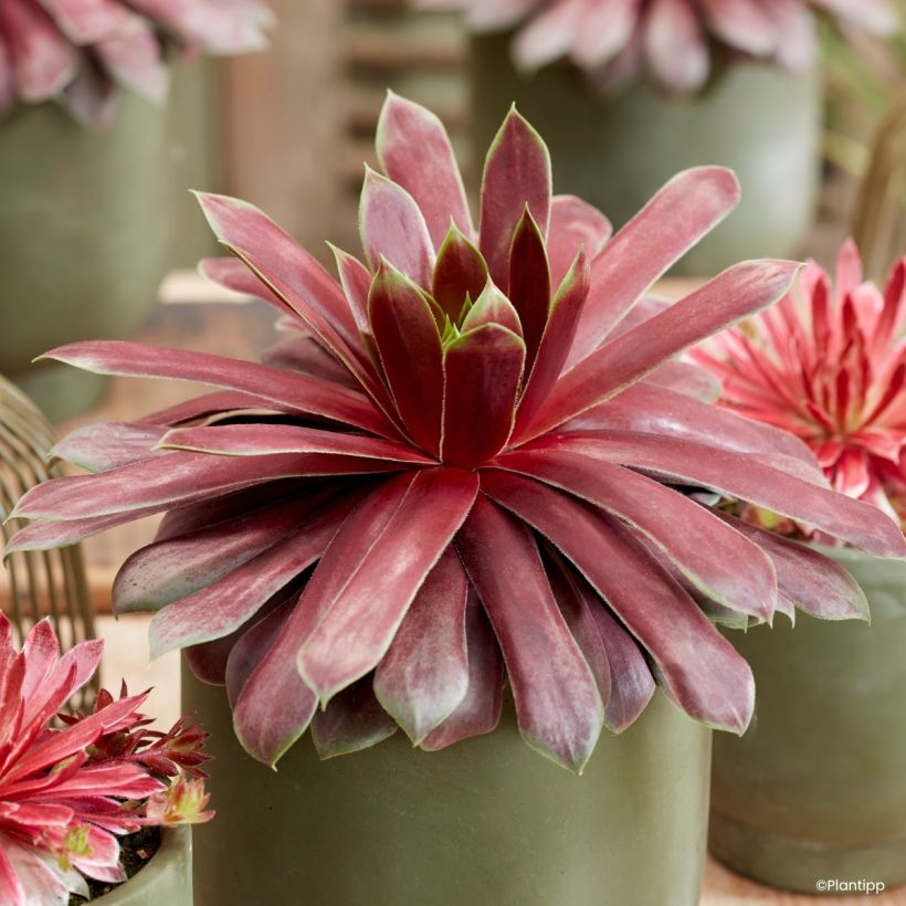 Sempervivum Chick Charms Giant Emerald Explosion - Semprevivo (Fogliame)