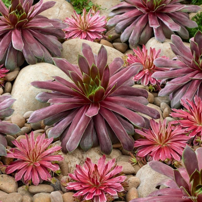 Sempervivum Chick Charms Giant Emerald Explosion - Semprevivo (Porto)