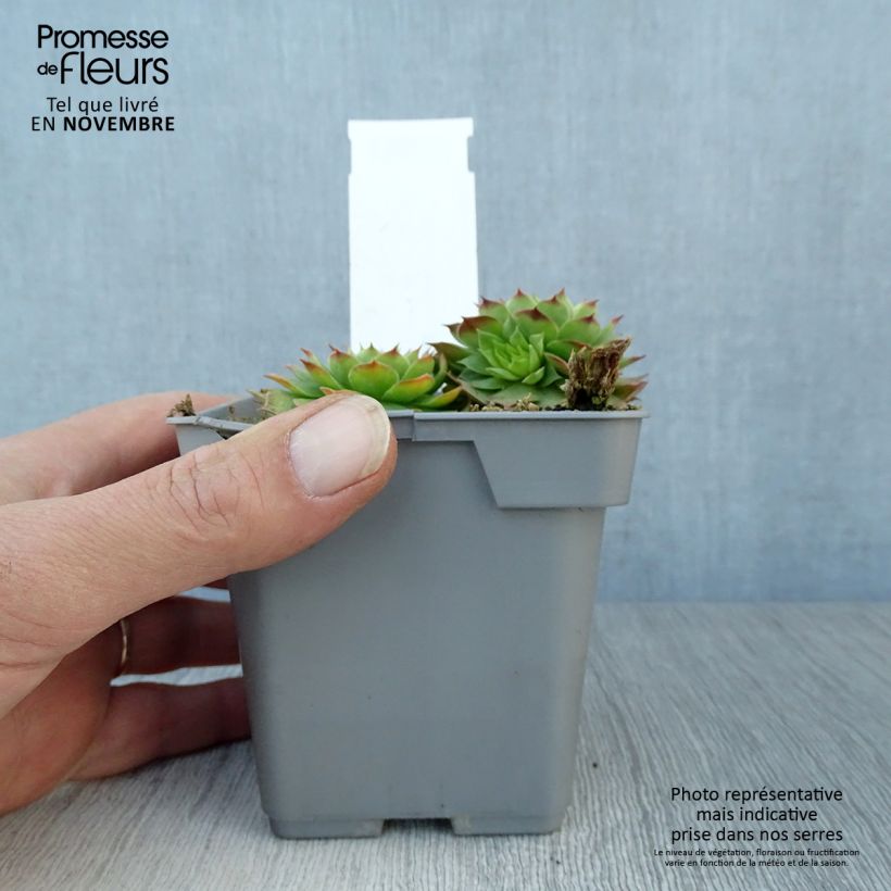 Esemplare di Sempervivum Chick Charms Gold Nugget - Semprevivo Vaso da Ø 10 cm/11 cm come consegnato in autunno