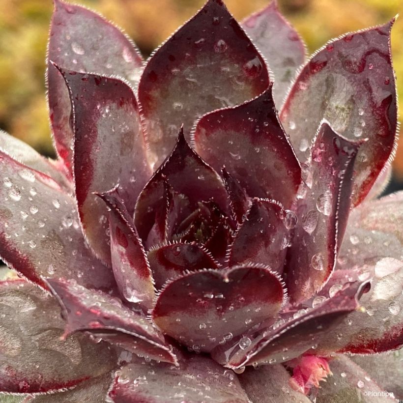 Sempervivum Chick Charms Grape Galaxy - Semprevivo (Fogliame)