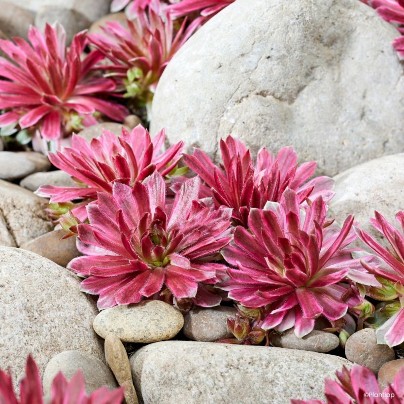 Sempervivum Chick Charms Lotus Blossom - Semprevivo (Porto)