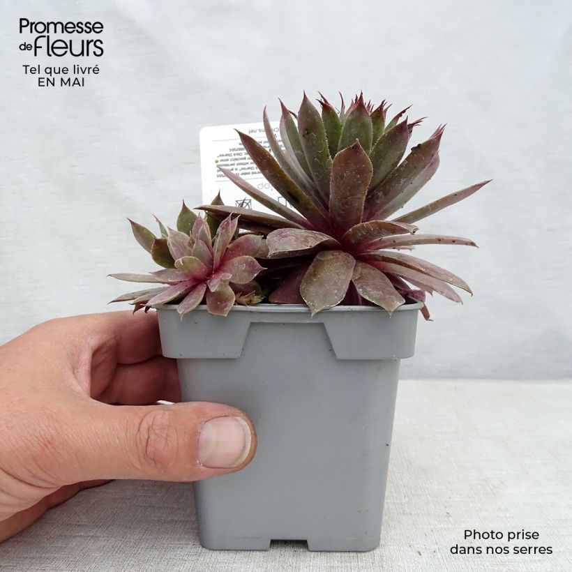 Sempervivum Chick Charms Plum Perfect - Semprevivo Vaso da Ø 10 cm/11 cm esemplare consegnato in primavera