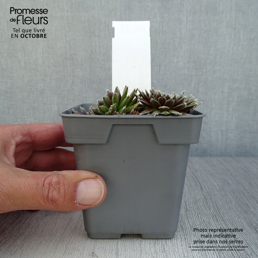Esemplare di Sempervivum Chick Charms Plum Perfect - Semprevivo Vaso da Ø 10 cm/11 cm come consegnato in autunno