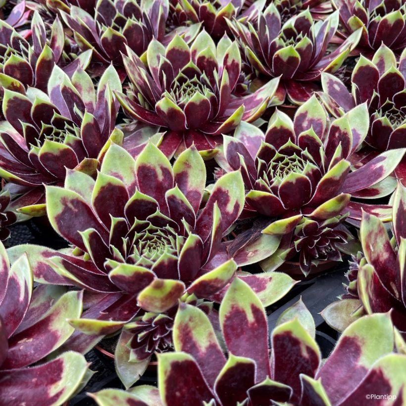 Sempervivum Colorockz Coconut Crystal - Semprevivo (Fogliame)