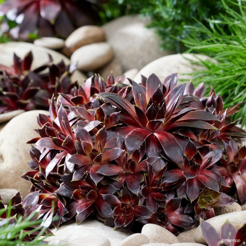 Sempervivum Colorockz Coconut Crystal - Semprevivo (Porto)