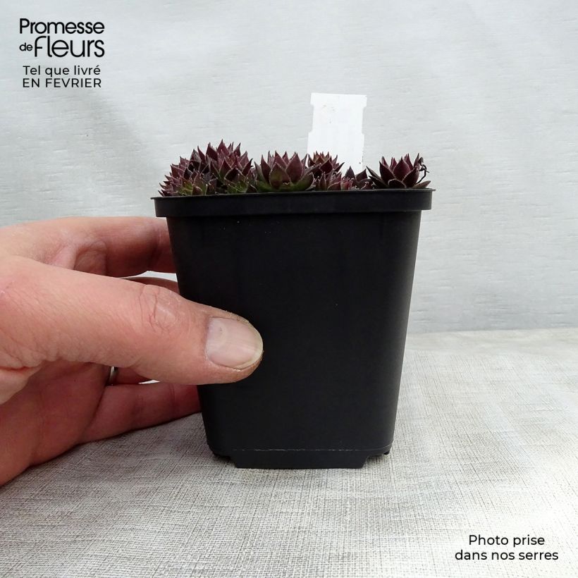 Sempervivum Commander Hay - Semprevivo Vasetto da 8/9 cm esemplare consegnato in inverno