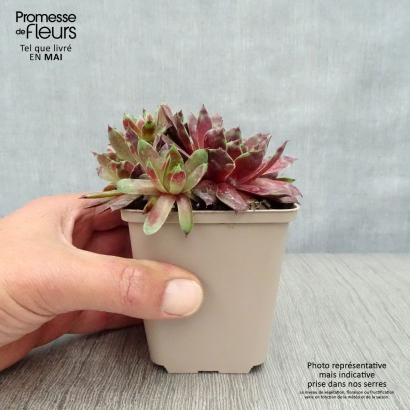 Sempervivum Commander Hay - Semprevivo Vasetto da 8/9 cm esemplare consegnato in primavera