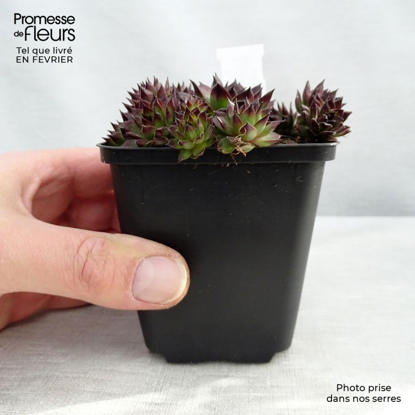Sempervivum Dark Beauty - Semprevivo Vasetto da 8/9 cm esemplare consegnato in inverno
