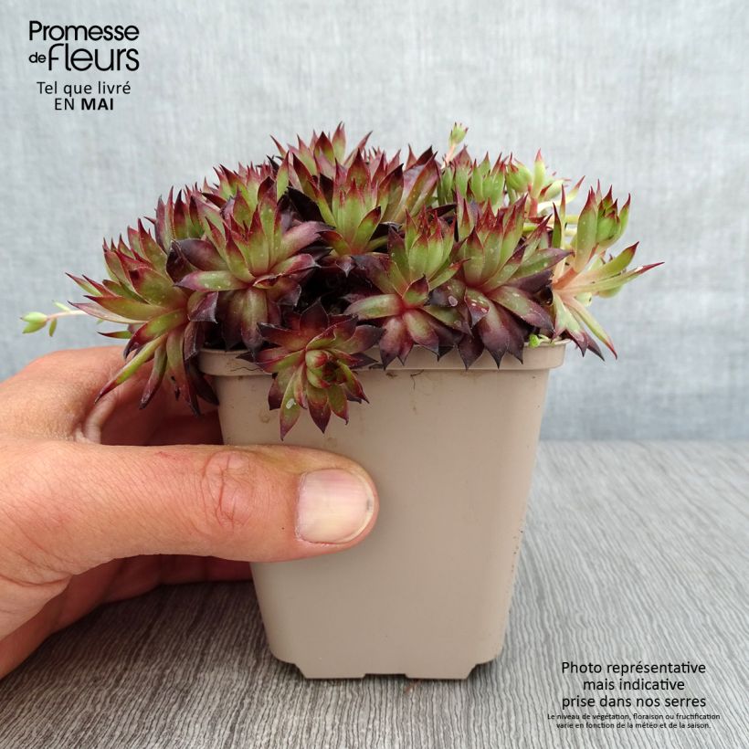 Sempervivum Dark Beauty - Semprevivo Vasetto da 8/9 cm esemplare consegnato in primavera