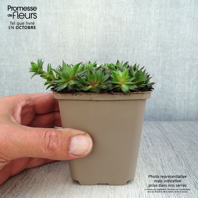 Esemplare di Sempervivum Dark Beauty - Semprevivo Vasetto da 8/9 cm come consegnato in autunno